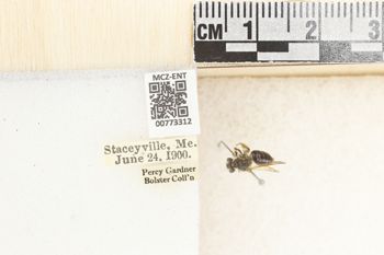 Media type: image;   Entomology 773312 Aspect: Labels